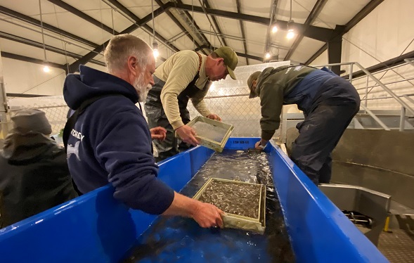 three workers holding screens, bent over a raised trough full of water and tiny fish